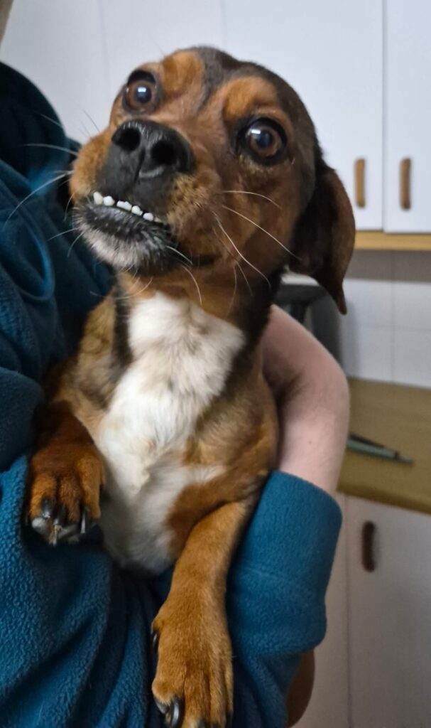 Blits is a Dauchshund mix that loves people and is available for adoption
