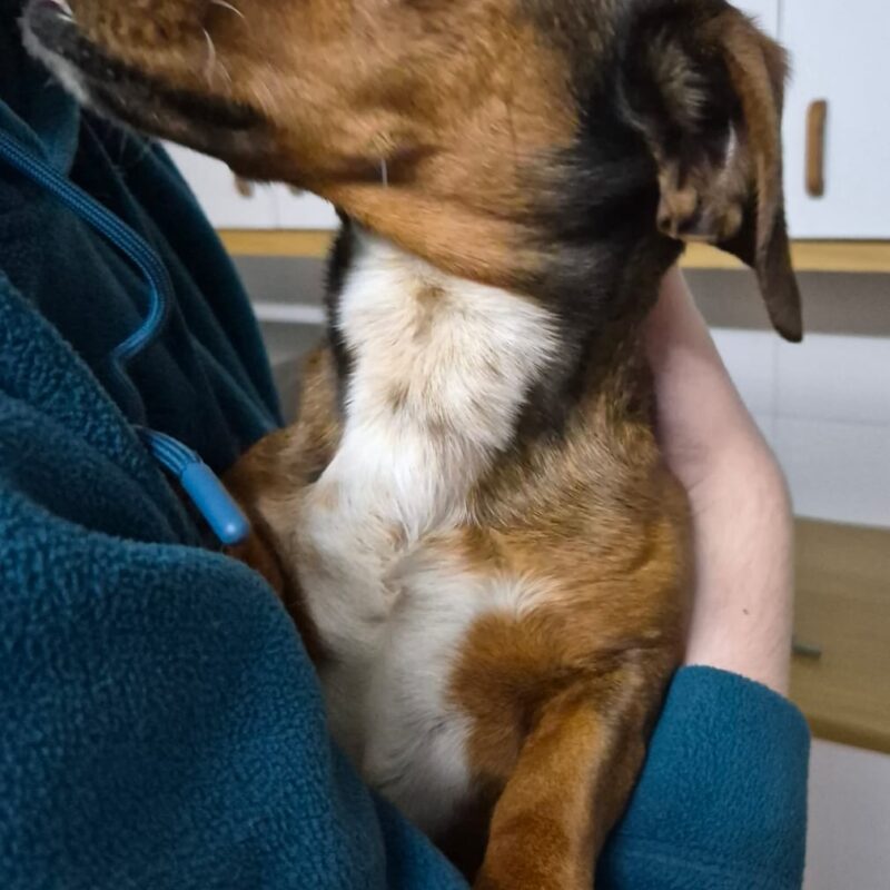 Dauchshund Blits available for adoption in George
