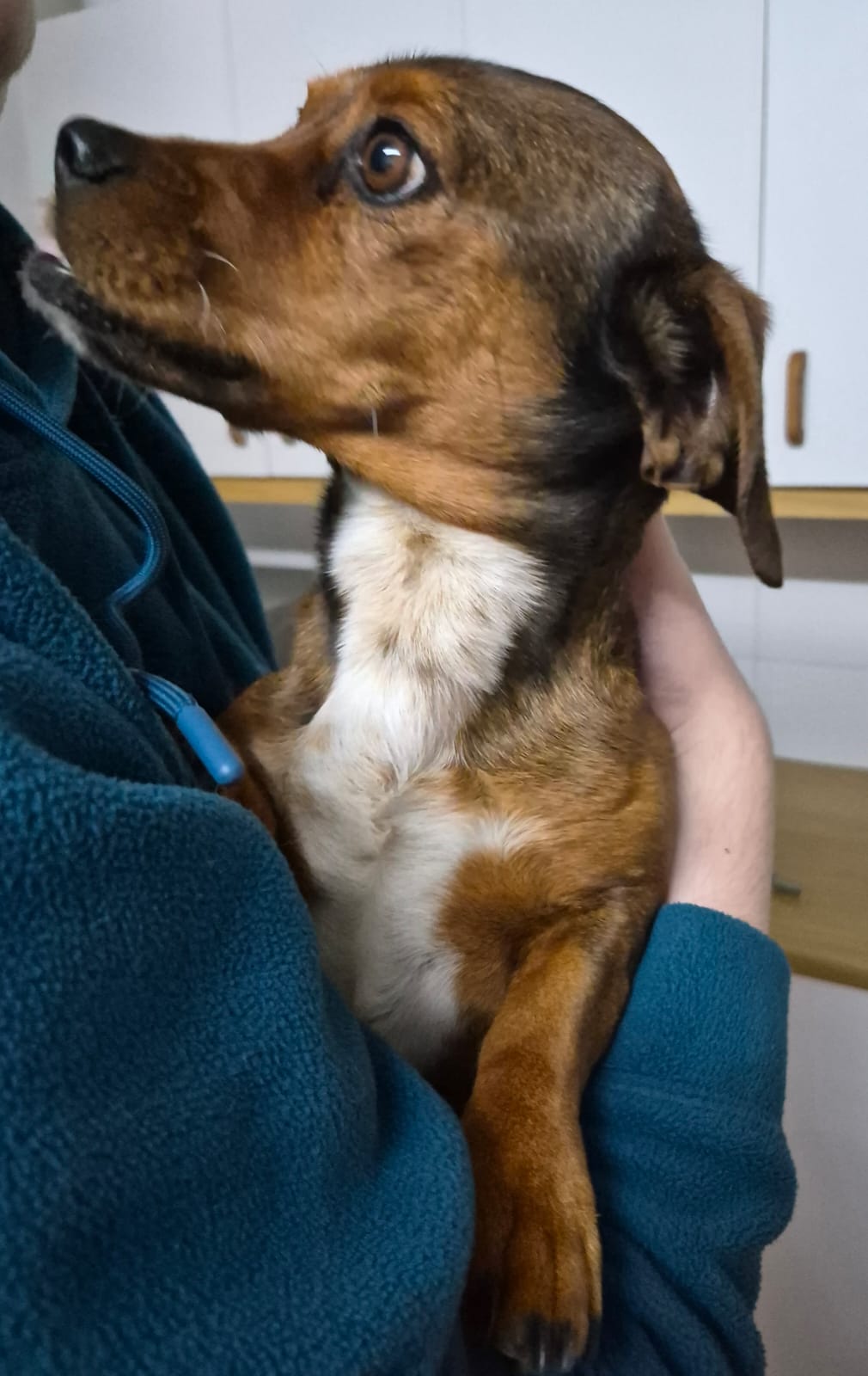 #351 - Adopt - Blits, 7-Year-Old Male Dachshund - George 11 #351 – Adopt – Blits, 7-Year-Old Male Dachshund – George