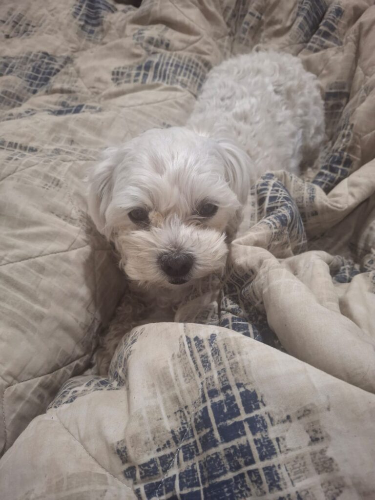 #350 - Adopt - MILO & BO : Bonded Maltese & Yorkie Males for Adoption in Somerset West 1 Maltese adoption Somerset West