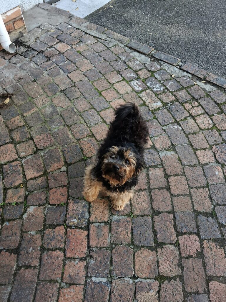 #350 - Adopt - MILO & BO : Bonded Maltese & Yorkie Males for Adoption in Somerset West 2 Yorkie adoption Somerset West