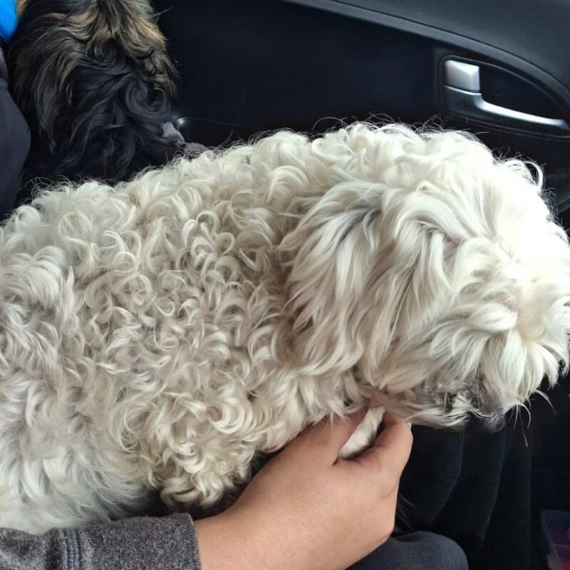 Maltese and Yorkie adoption Somerset West