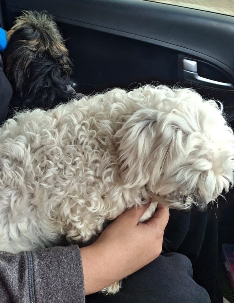 #350 – Adopt – MILO & BO : Bonded Maltese & Yorkie Males for Adoption in Somerset West