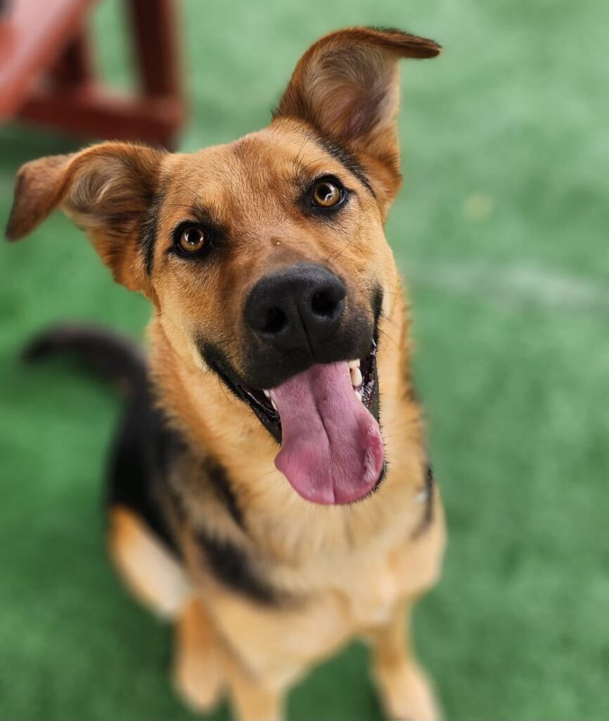 1-year-old German Shepherd boy is looking for a brand-new home
