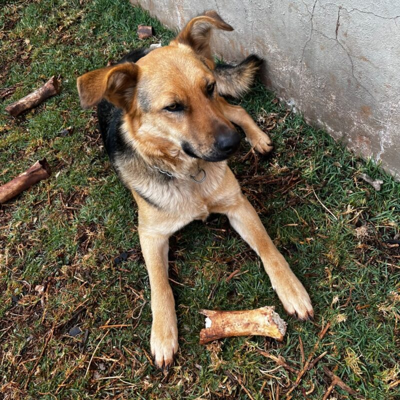 adopt-german-shepherd-male-johannesburg