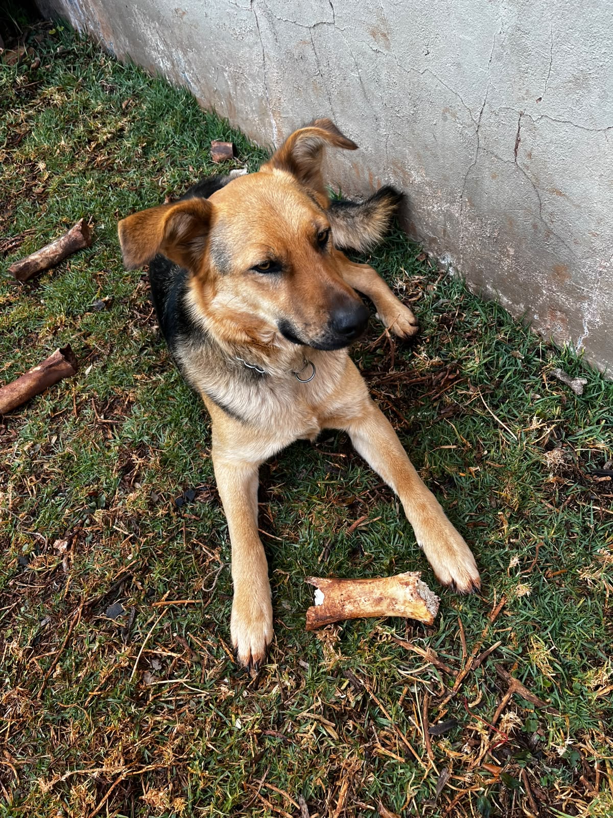 #354 - Adopt - Bruce, 1-Year-Old Male German Shepherd in Johannesburg 1 #354 – Adopt – Bruce, 1-Year-Old Male German Shepherd in Johannesburg
