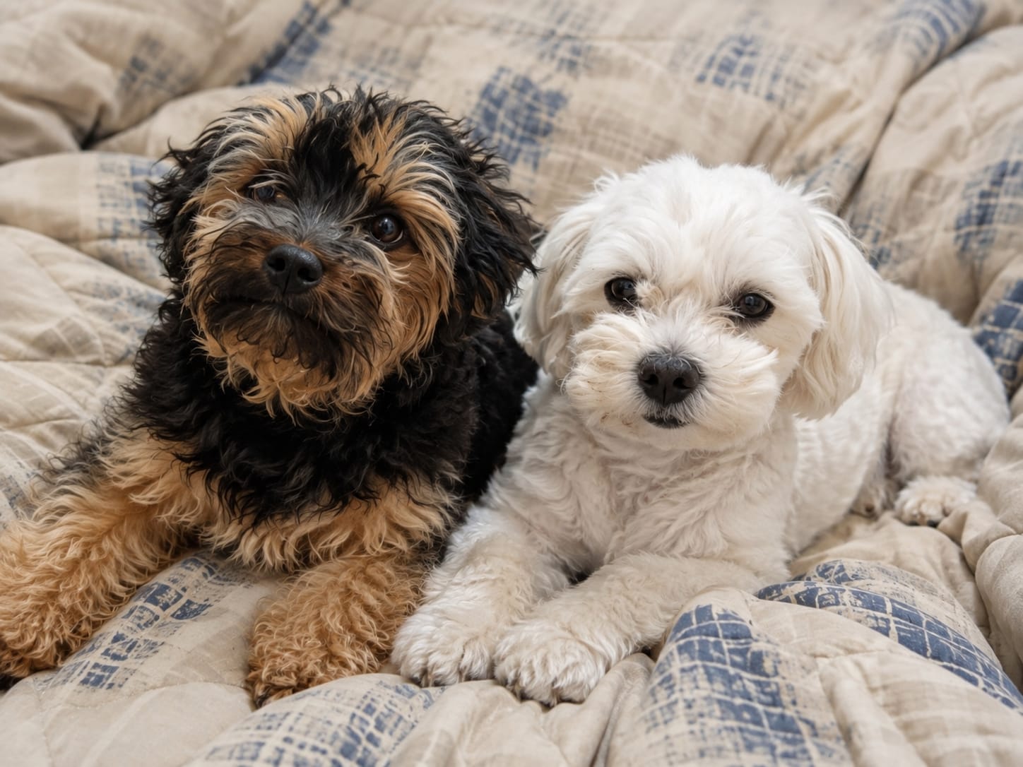 #350 - Adopt - MILO & BO : Bonded Maltese & Yorkie Males for Adoption in Somerset West 1 #350 – Adopt – MILO & BO : Bonded Maltese & Yorkie Males for Adoption in Somerset West