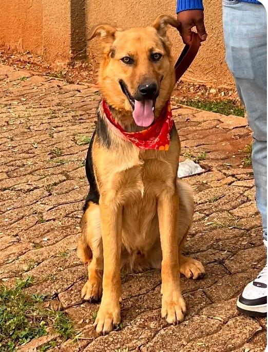 1-Year-Old Male German Shepherd in Johannesburg ready for adoption