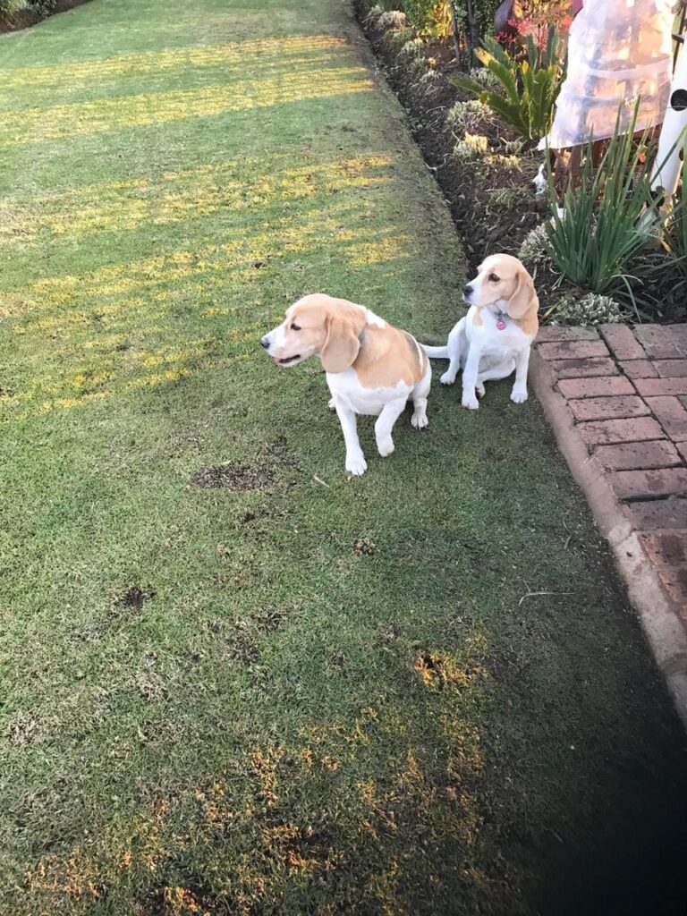 Rehome Friendly Beagle Duo in Bredell, Gauteng: Max & Bella