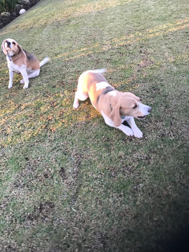 Max and Bella are two vibrant, affectionate Beagles looking for a compassionate home where they can continue to thrive together.