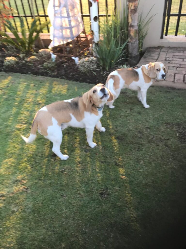 Two beagles male and female from Gauteng ready for adoption