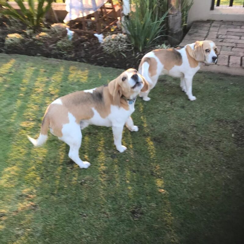 Max and Bella are a friendly pair of Beagles in Bredell, Gauteng