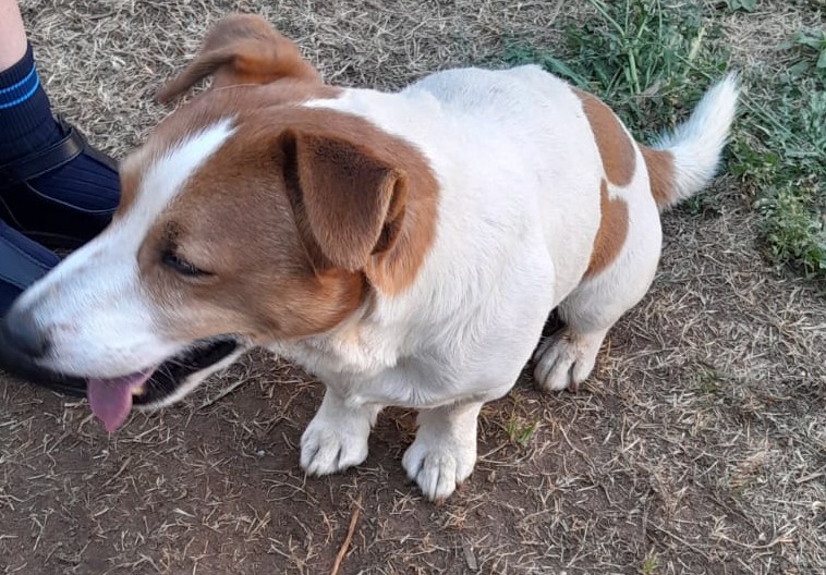 #356 - Adopt - Zoey - Spotty, Miniature Pinscher & Jack Russell Pair for Adoption in Meyerton, Gauteng 2 Bonded pair of Miniature pincher and a Jack Russel Zoey and Spotty needs a home in gauteng