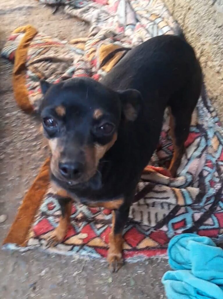 #356 - Adopt - Zoey - Spotty, Miniature Pinscher & Jack Russell Pair for Adoption in Meyerton, Gauteng 1 Miniature Pinscher Zoey and Jack Russell Spotty is a Bonded pair available for adoption in Meyerton Gauteng
