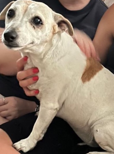 #357 – Adopt – Mia, 10-year-old Jack Russell, George Meta Description: Meet Mia, a sweet, energetic 10-year-old