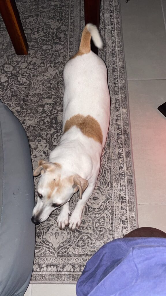 Mia – Energetic & Sweet 10-Year-Old Female Jack Russell Looking for Her Forever Home in George