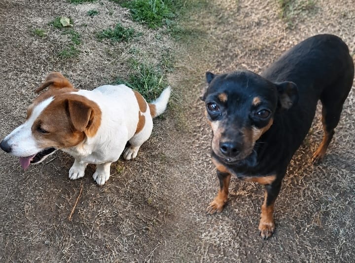 #356 – Adopt – Zoey – Spotty, Miniature Pinscher & Jack Russell Pair for Adoption in Meyerton, Gauteng
