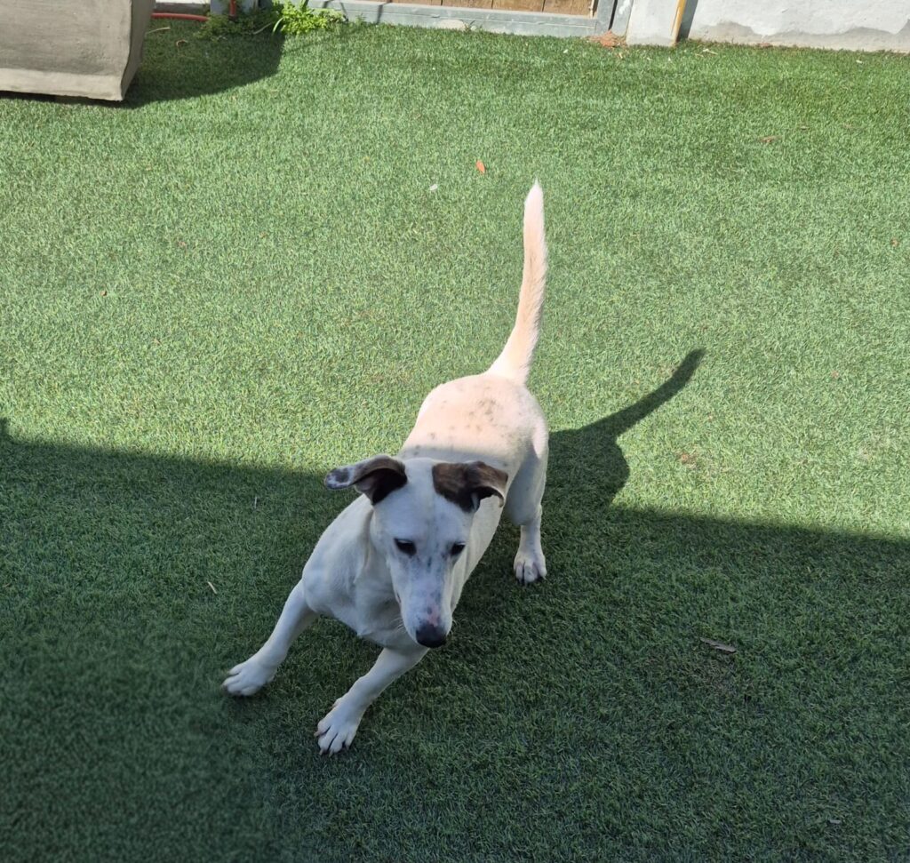 Snoepie the Jackshund: Energetic, Social & Great With Other Dogs