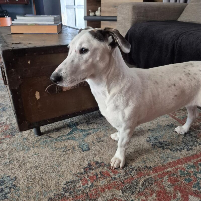 dopt Snoepie Jack Russell Dachshund Cape Town