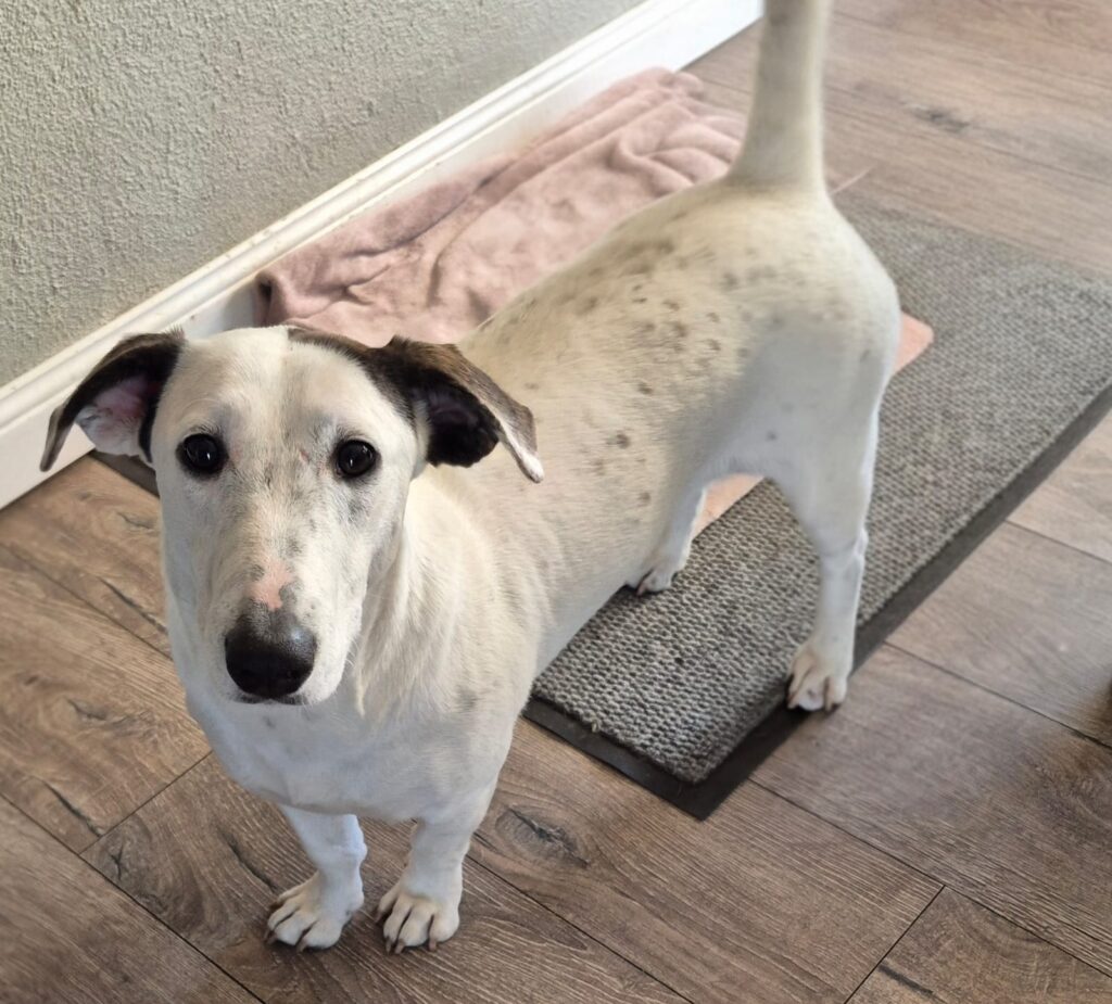 Playful 8-Month Jack Russell x Dachshund Mix in Cape Town