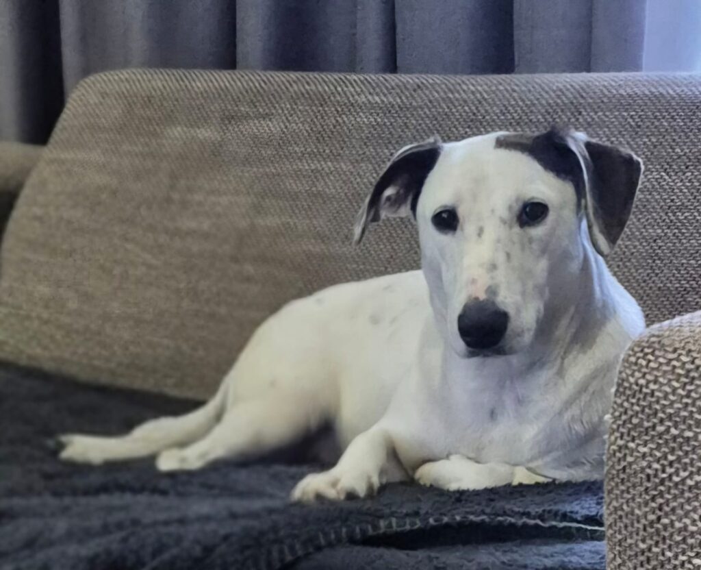 Meet Snoepie! A Sweet & Social Jack Russell x Worsie Puppy Looking for Her Home