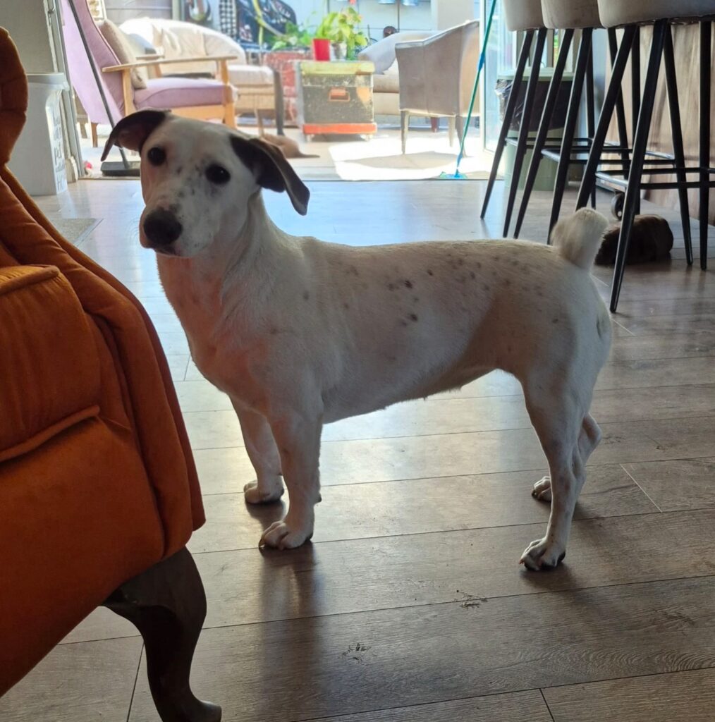 Snoepie the Jackshund: Energetic, Social & Great With Other Dogs