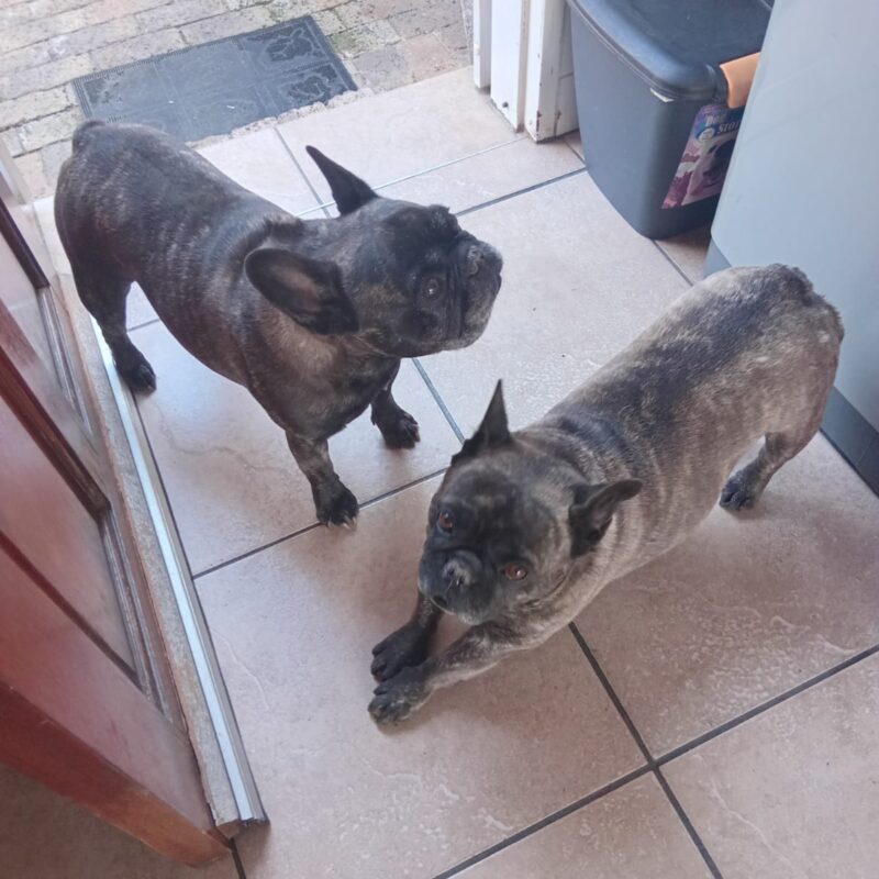 ADOPT A BONDED PAIR: Sir Thor & Stella (Gauteng)
