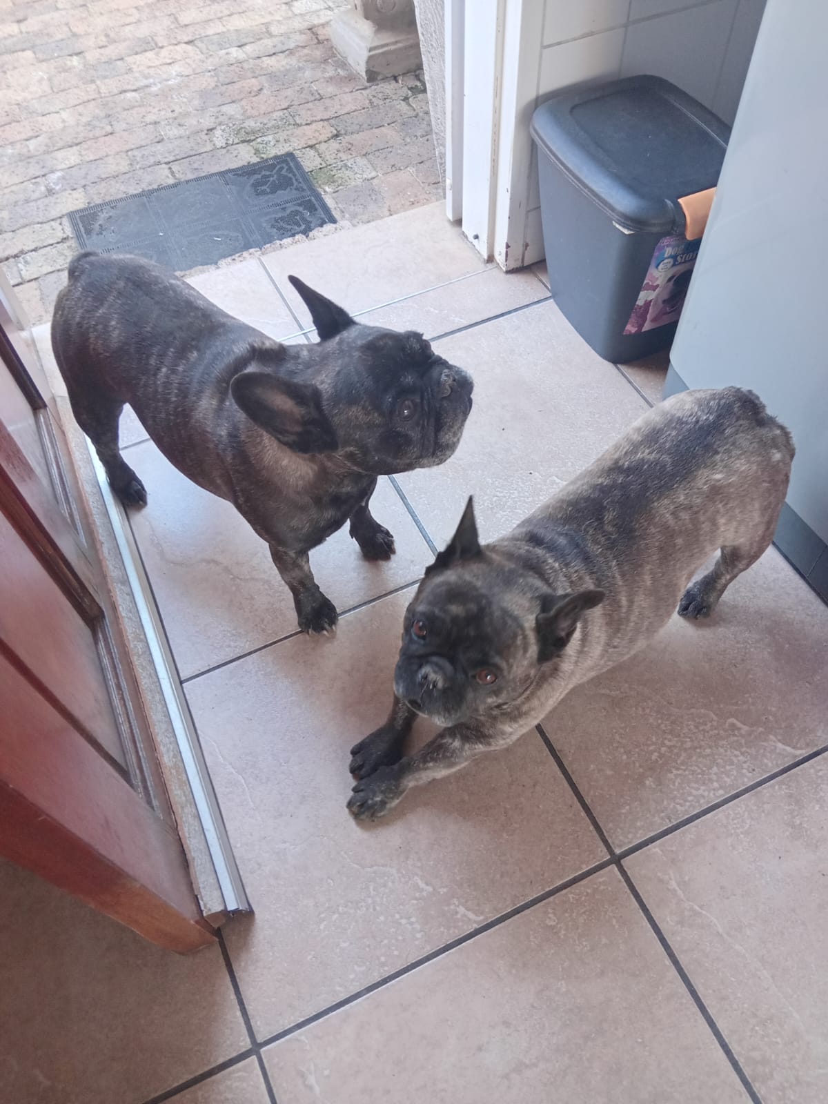 #362 – Adopt – Thor & Stella, French Bulldogs from Midrand