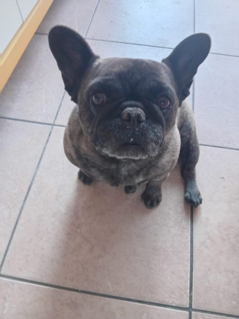 #362 - Adopt - Thor & Stella, French Bulldogs from Midrand 3 Dog Adoption Gauteng: Adopt Stella
