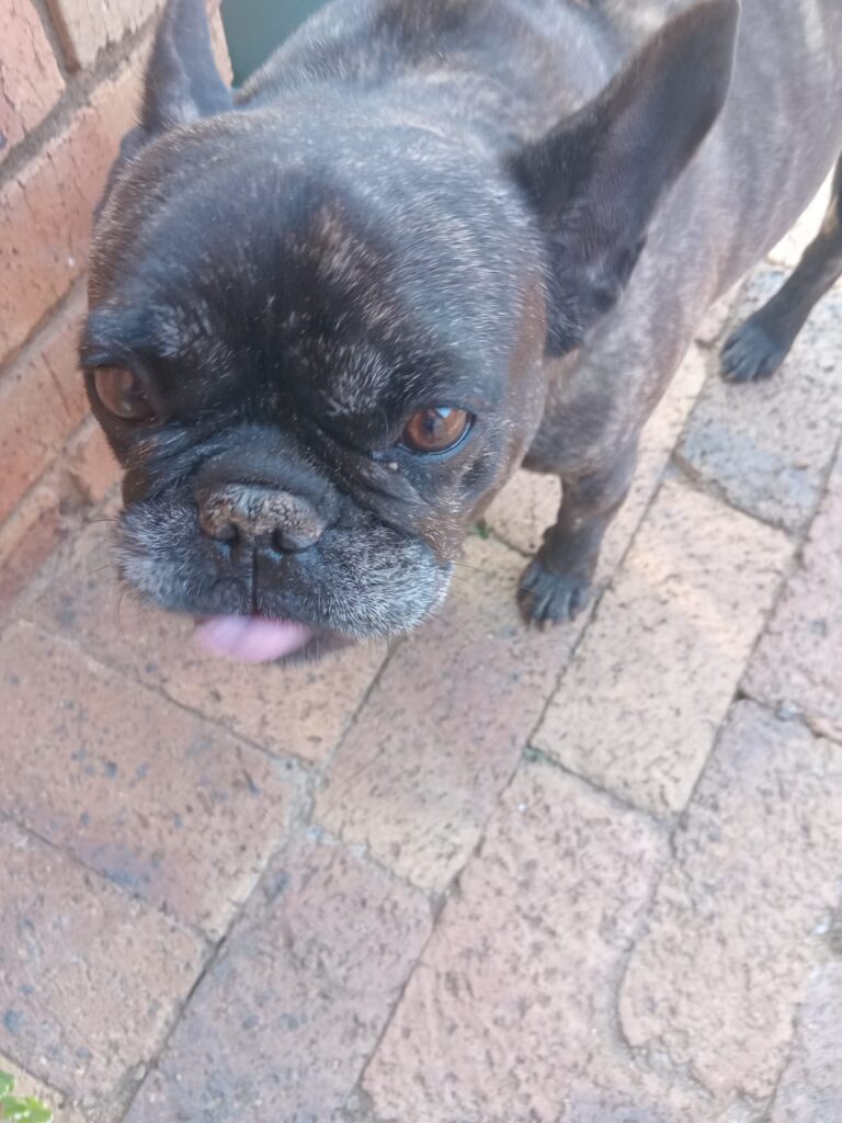 #362 - Adopt - Thor & Stella, French Bulldogs from Midrand 2 Meet Sir Thor Social & Ready for cuddles