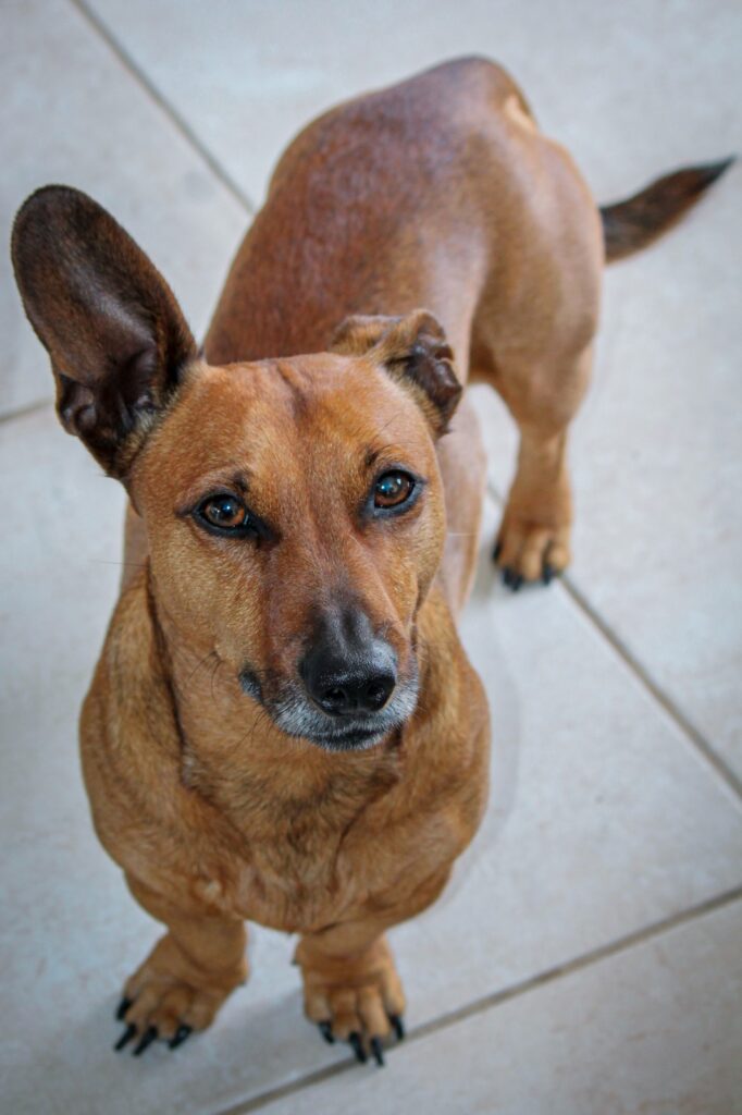 Miniature Dachshund, Snoopy available for adoption in the Strand