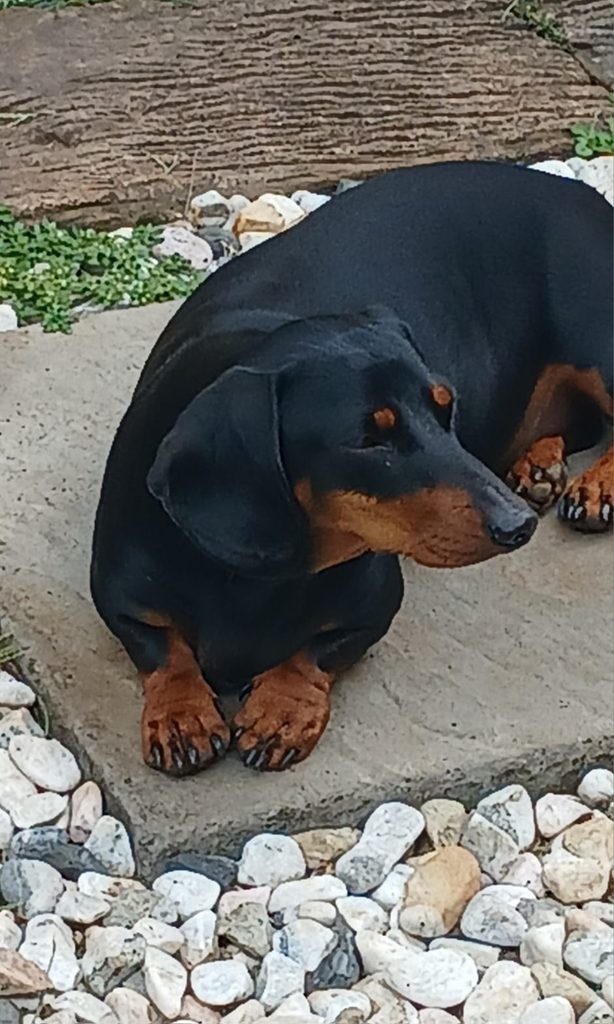  Batman (Battie) | Purebred Male Miniature Dachshund in Centurion available for adoption