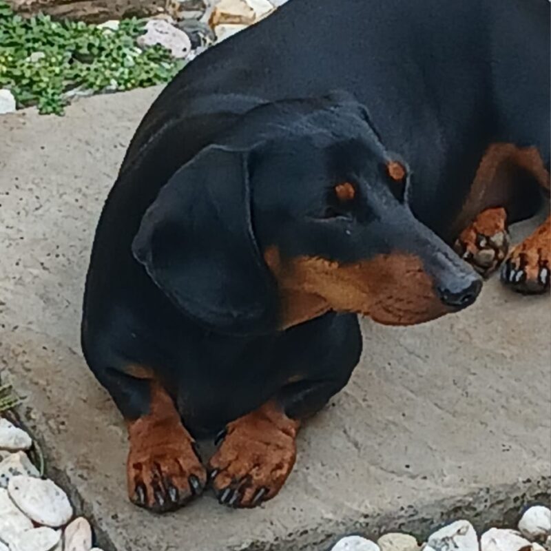 Adopt Batman (Battie) | Purebred Male Miniature Dachshund in Centurion