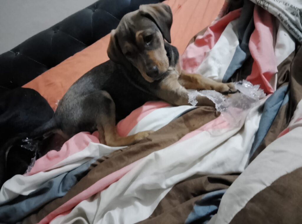 3-Month Female Mixed-Breed Puppies for Adoption | Glen Marais, Gauteng