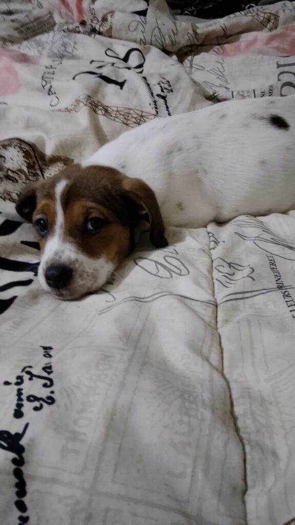 female-puppies-adoption-glen-marais-gauteng