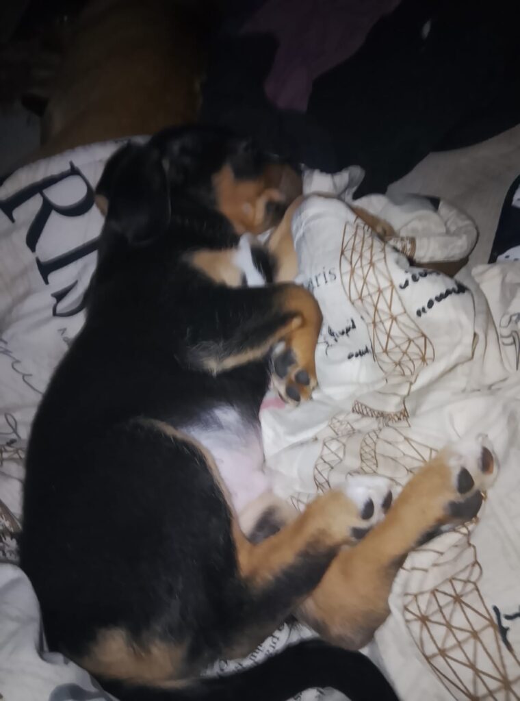 male Puppy up for adoption in gauteng
