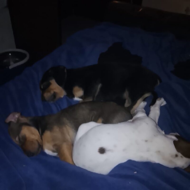Mixed Breed Puppies for Adoption Gauteng