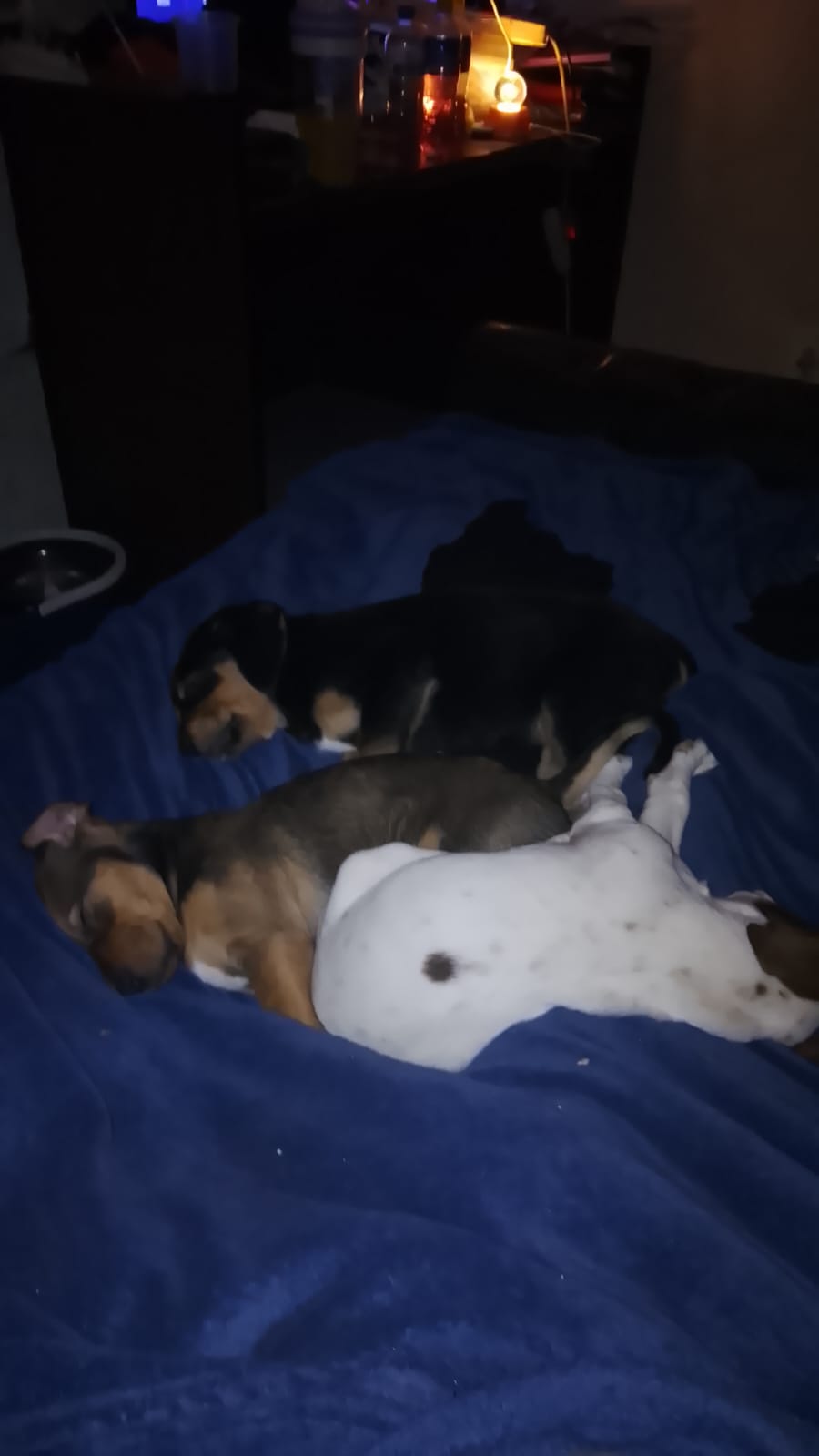 #361 – Adopt – PUPPIES, 3-month-old, Mixed Breed, Glen Marais, Gauteng