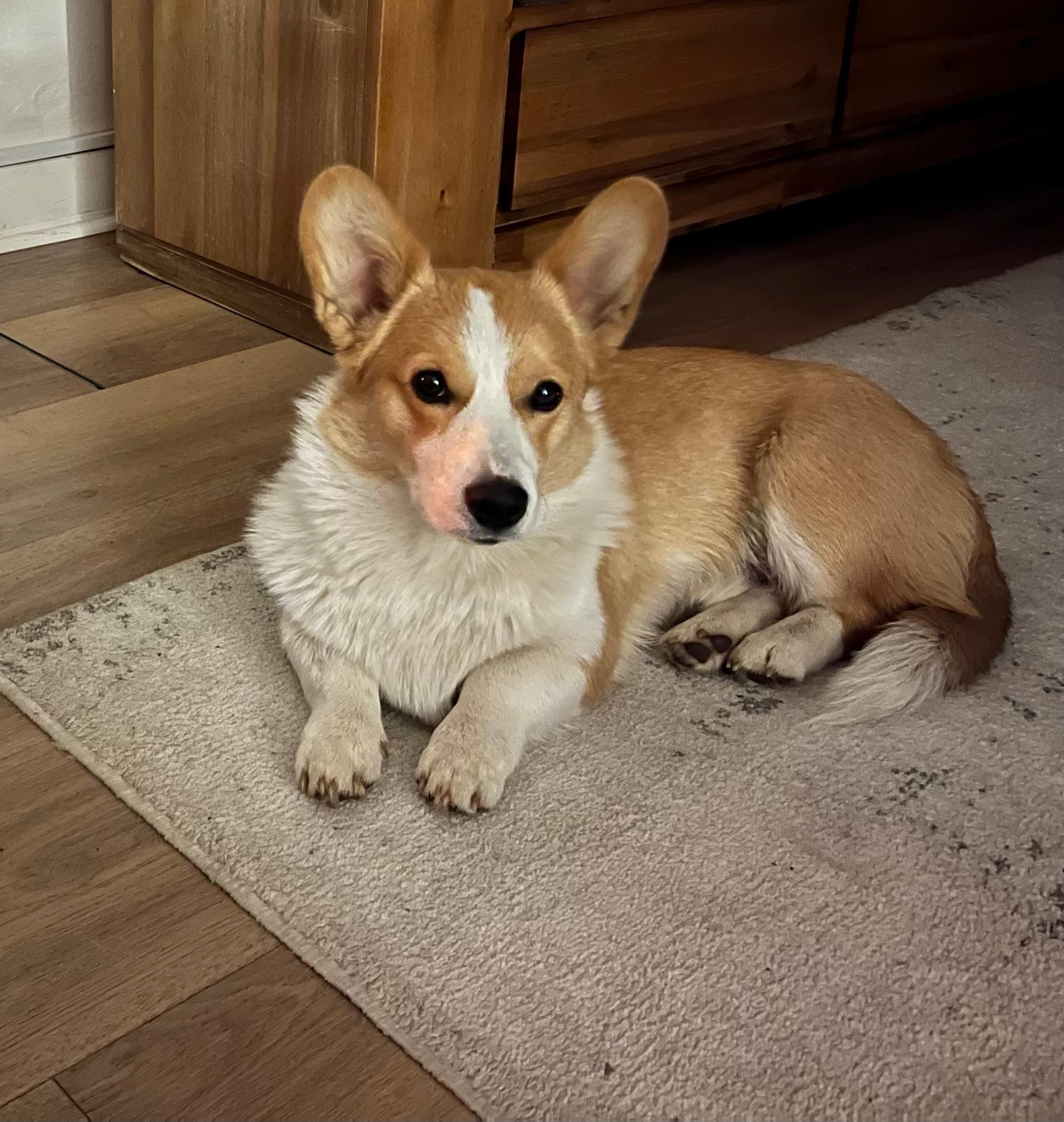 #363 – Adopt – Basil, 9-Month-Old Corgi, Bryanston, Gauteng