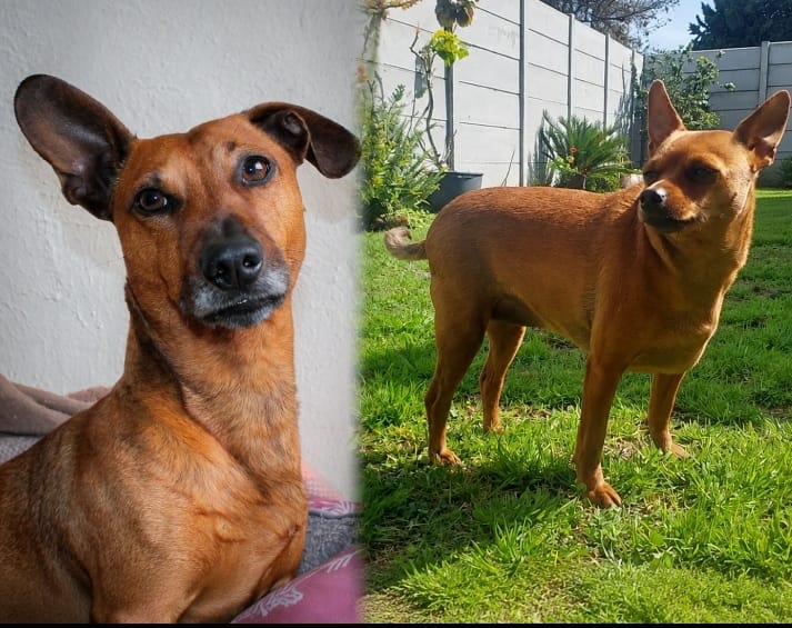 #362 – Adopt – Peggy & Snoopy, Mini Pinscher and Mini Dachshund, Strand, Western Cape