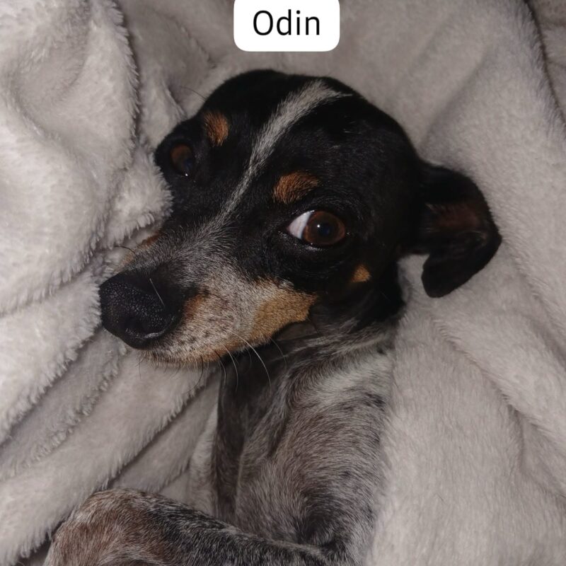 odin-teacup-doberman-adoption-centurion