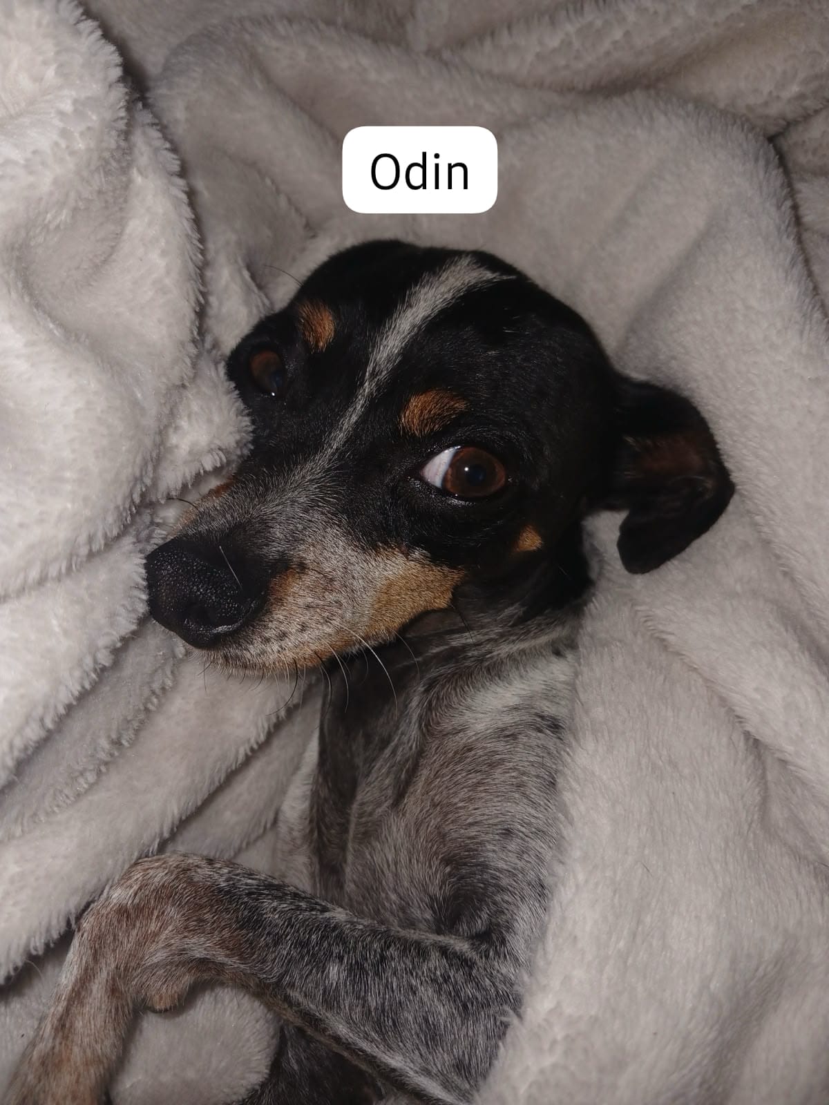 #366 - Adopt - Odin, 4-yrs-old, Teacup Miniature Doberman in Centurion, Gauteng 2 #366 – Adopt – Odin, 4-yrs-old, Teacup Miniature Doberman in Centurion, Gauteng