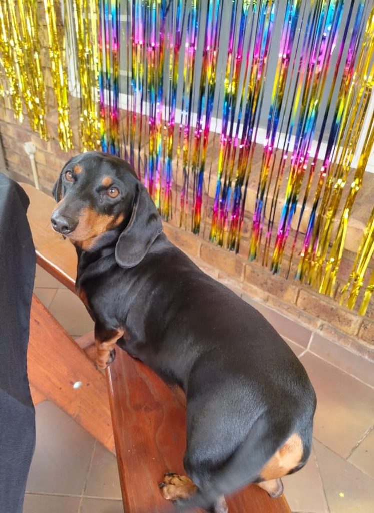 Meet Batman (Battie), a friendly 3-year-old male Miniature Dachshund in Centurion, Gauteng.