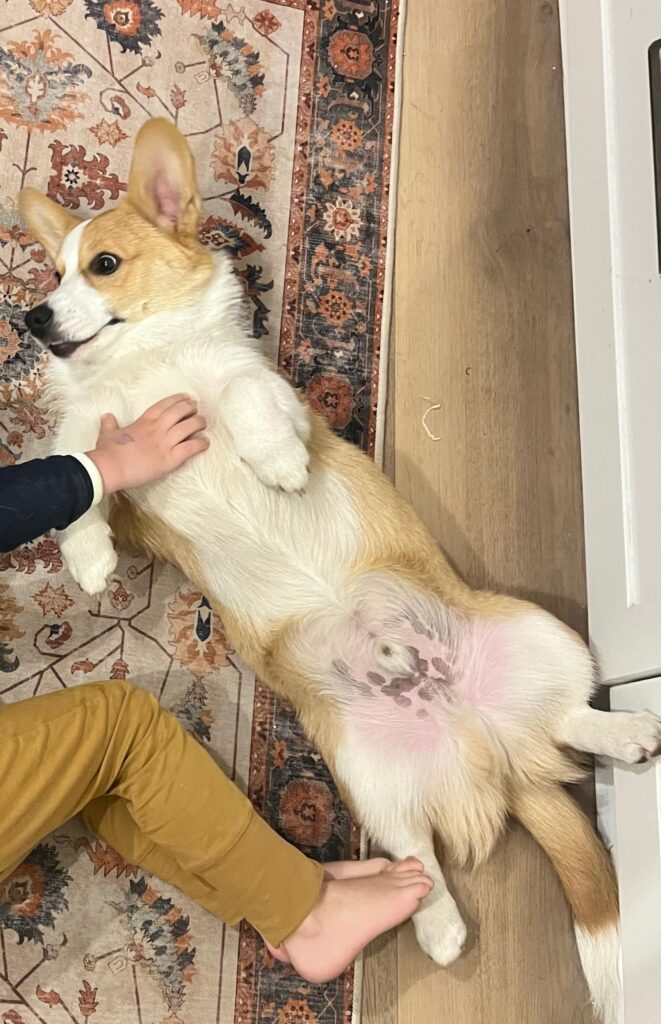 #363 - Adopt - Basil, 9-Month-Old Corgi, Bryanston, Gauteng 4 basil-corgi-adoption-bryanston-gauteng urgently