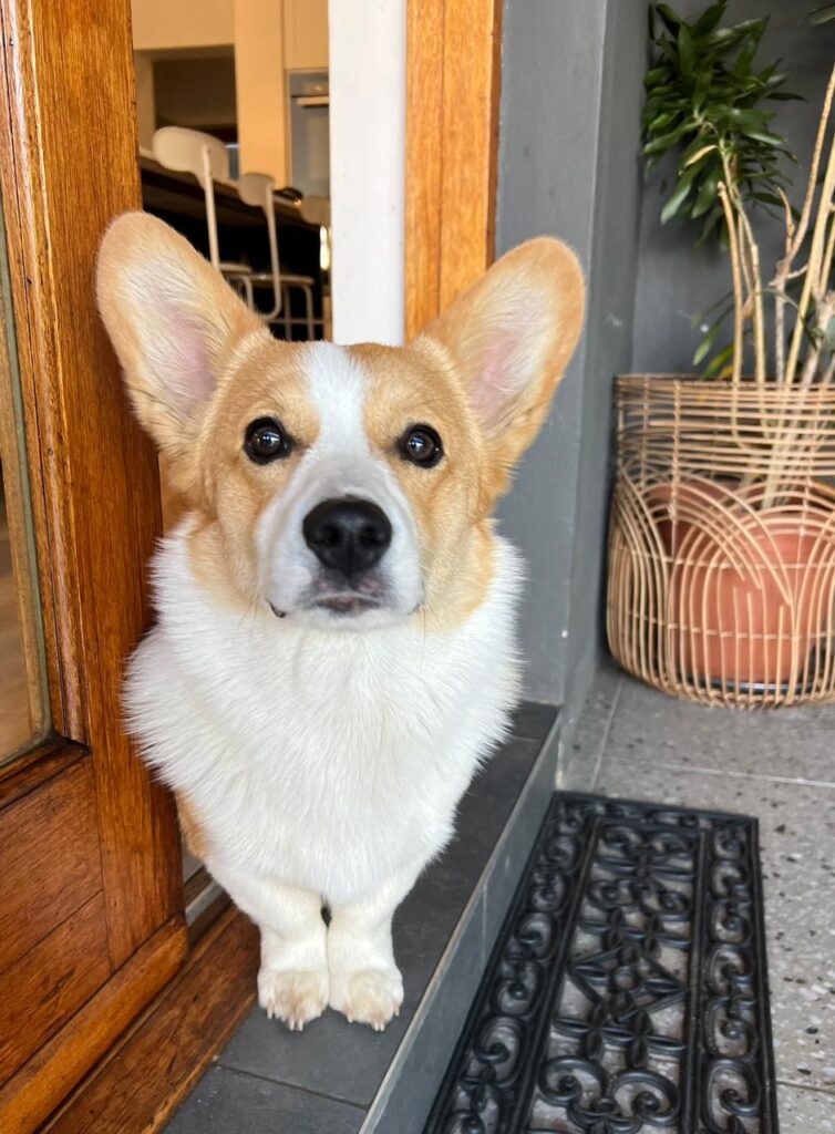 #363 - Adopt - Basil, 9-Month-Old Corgi, Bryanston, Gauteng 2 Adopt Basil, a healthy 9-month-old male Corgi in Bryanston, Gauteng.