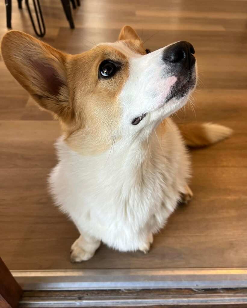 #363 - Adopt - Basil, 9-Month-Old Corgi, Bryanston, Gauteng 3 basil-corgi-adoption-bryanston-gauteng