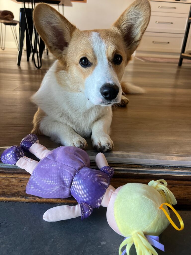 #363 - Adopt - Basil, 9-Month-Old Corgi, Bryanston, Gauteng 1 9-month-old male Corgi Basil available for adoption in Bryanston Gauteng