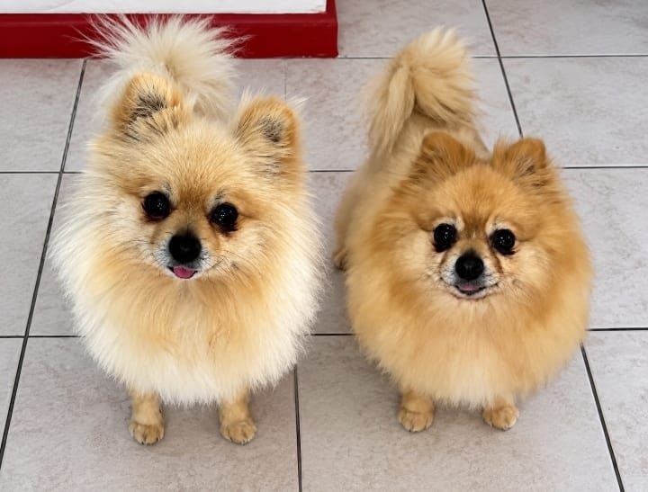 #365 -Adopt – 7-yr-old Mila & Leo, Toy Poms, Plattekloof Glen, Western Cape