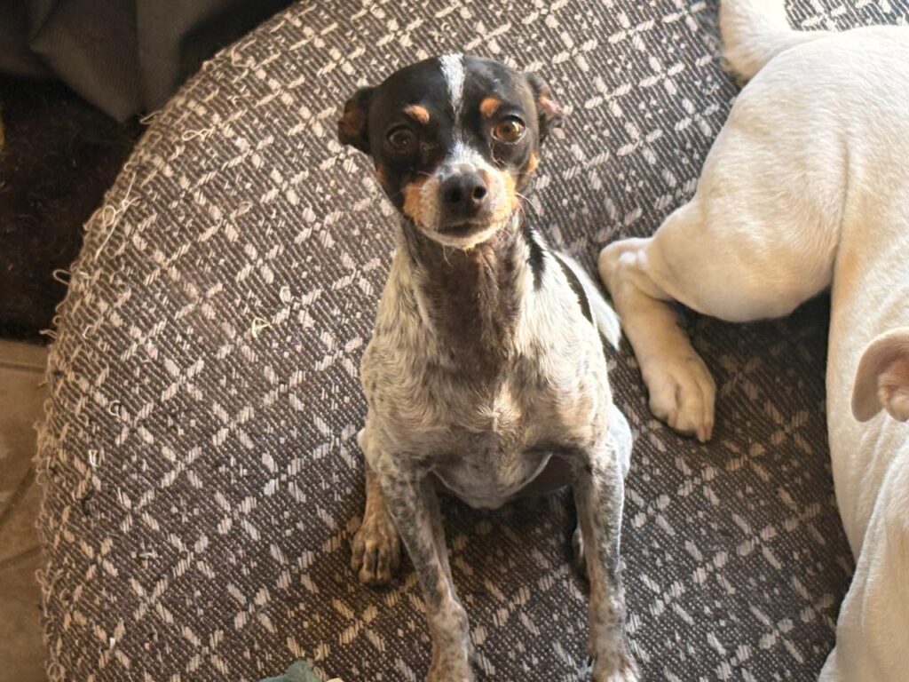Urgent rehoming in Centurion, Gauteng - Odin