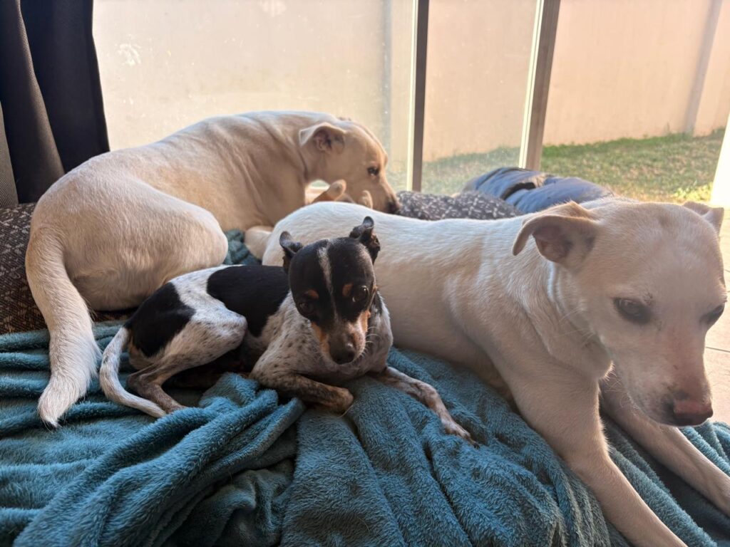 Urgent adoption in Centurion, Gauteng! Lyla & Shay, a healthy pair of Husky-Labrador mix